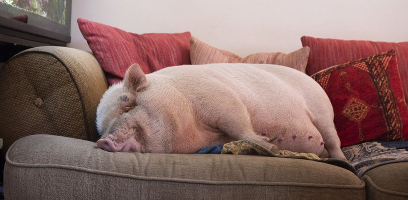 Ein Schwein als Haustier in der Altbauwohnung: Ist das erlaubt?